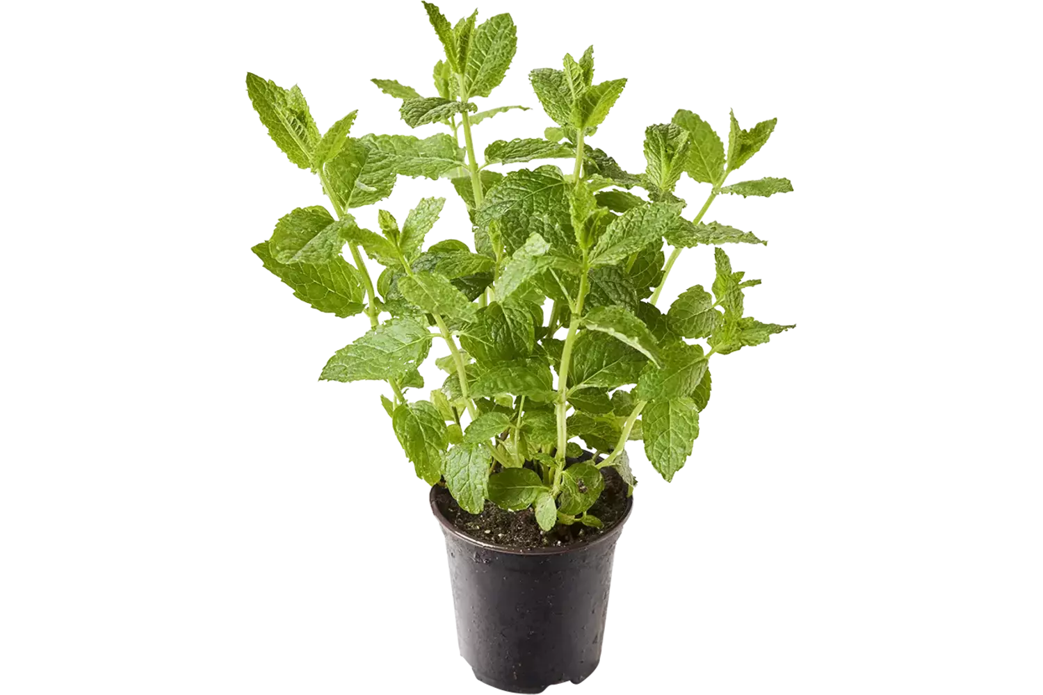 BIO Mint Maroc in pot doos 2st stuk